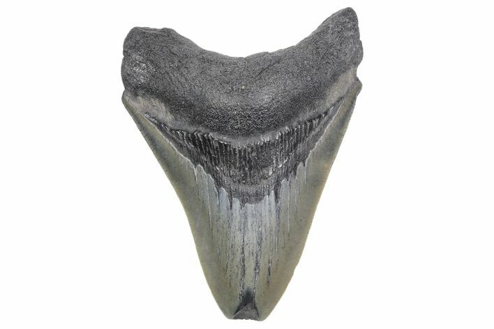 Fossil Megalodon Tooth - South Carolina #358973